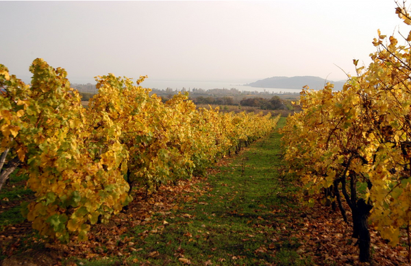 Pince Rallye - Tájékozódás, verseny, felfedezés történelmi borvidékeken